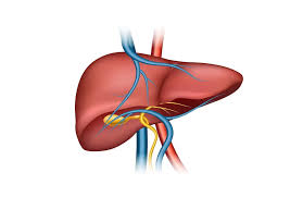 Liver Function Test